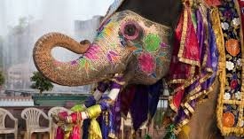 Elephant