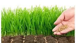 Sowing