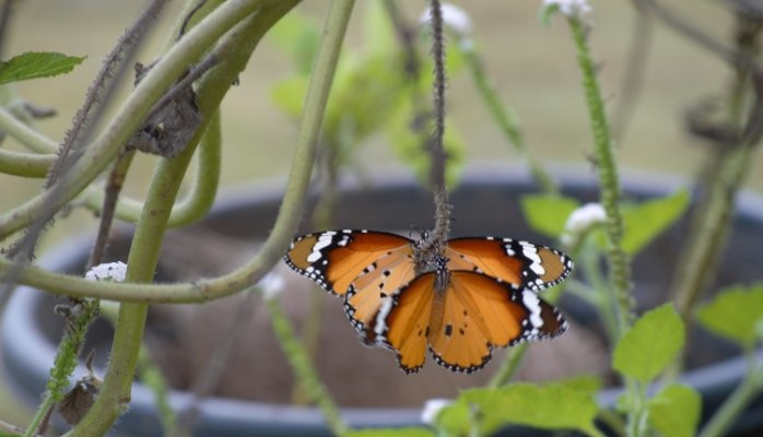 The Butterfly Garden – Metaphor