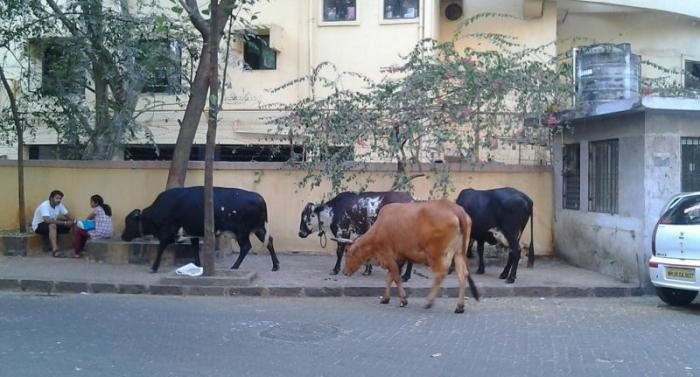 cows